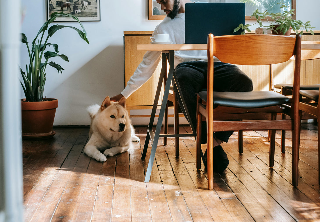 Dogs in the Office: How to Prepare Your Pup for the Workplace