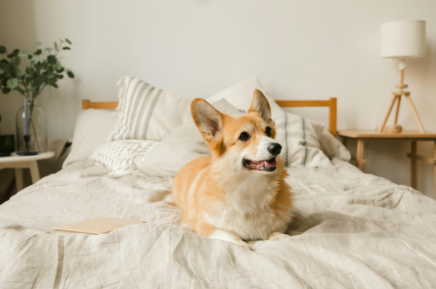 How To Design a Stylish Dog-Friendly Apartment