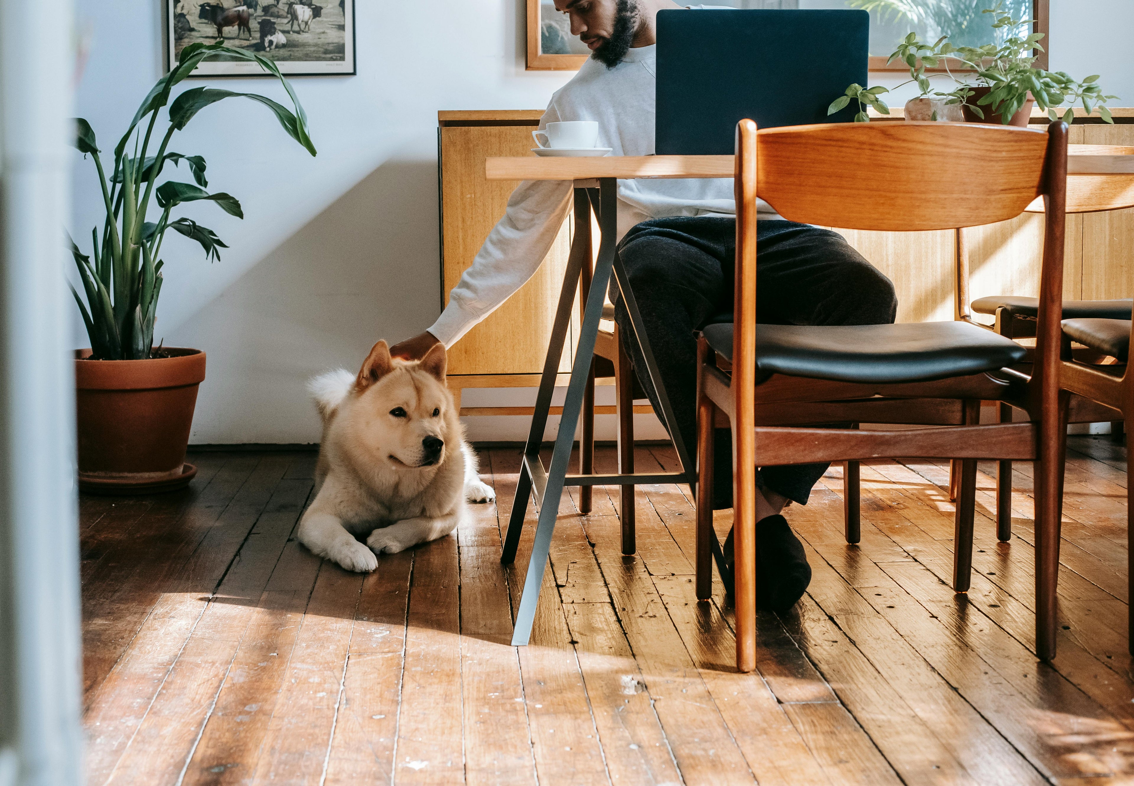 Dogs in the Office: How to Prepare Your Pup for the Workplace